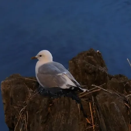 Ferienhaeuser Zum Hoeft 44 Vakantiehuis *