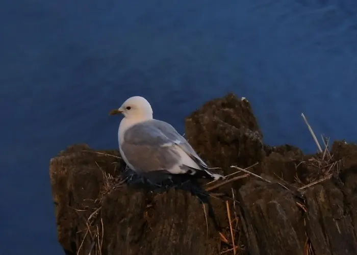 Ferienhaeuser Zum Hoeft 44 Feriehus *